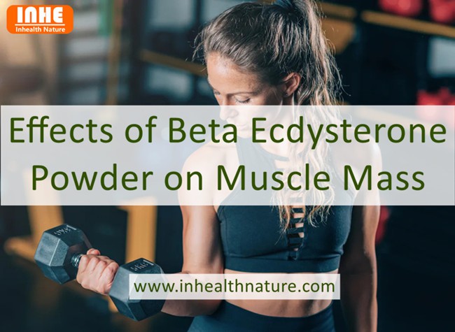 Effects of Beta Ecdysterone Powder on Muscle Mass Effects of Beta Ecdysterone Powder on Muscle Mass