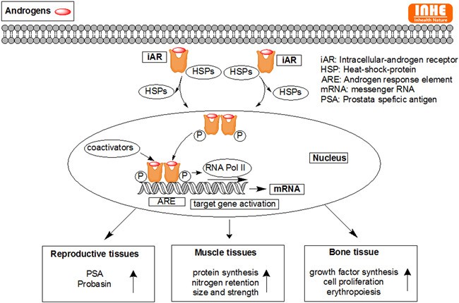 Mechanism of Action of Ecdysterone on Muscle Mass Mechanism of Action of Ecdysterone on Muscle Mass