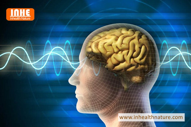 What Does Cistanche Tubulosa Extract Do to the Brain