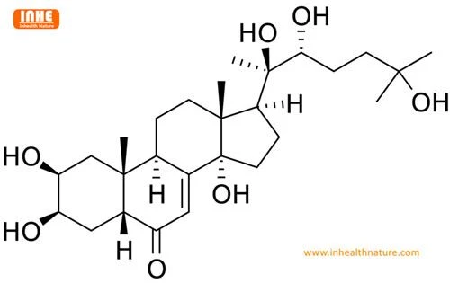 Fungerer 20-Hydroxyecdysterone virkelig for muskelbygging?