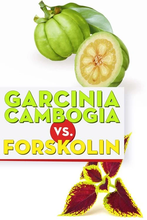 Hva er forskjellene mellom Forskolin og Garcinia Cambogia?