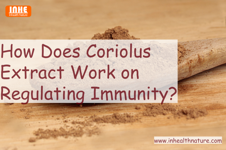 How Does Coriolus Extract Work on Regulating Immunity How Does Coriolus Extract Work on Regulating Immunity